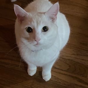 Meet your Posher, Aj